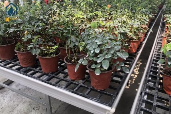 Durable Flat Panel Greenhouse Bench Trays Seedbed With UV Protected Grow Tables