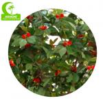 Flame Retardant 280cm Artificial Camellia Tree , Indoor Silk Trees Durable