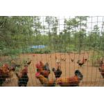 0.56mm Dia Plastic Coated Welded Wire Mesh 2×1 Guardrail For Green Farming for sale