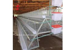 China 500 To 30000 Birds Layer Battery Cage System For Poultry Farming Star supplier