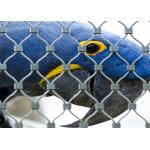 1.5 × 1.5 Opening Stainless Steel Aviary Netting Light Weight Aisi 304 for sale