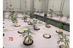 China Greenhouse Aeroponics Hydroponics System 3 Meter supplier