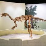 Shopping Mall Dinosaur Skeleton Replica Size Customizable Dinosaur Skull Fossil for sale