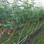 Uv Additive Tomato Hanging Twine , Pp Tying Twine For Cucumber Musk Melon Banana for sale