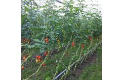 China PP White Garden String Tomato Twine In Dispenser Box 6300ft UV Resistance supplier