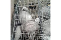 China 2X2 Garden Hardware Cloth Welded Mesh With Hot Dipped Galvanized Iron Wire supplier
