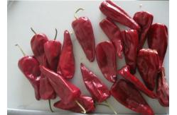 China 8000 SHU Authentic Yidu Dried Chili Red Pepper Beijinghong Jinta Chilli supplier