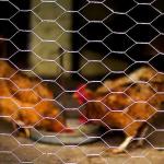 High Quality Galvanized Hexagonal Mesh Fence Chicken Wire Mesh Rolls for sale