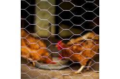 China High Quality Galvanized Hexagonal Mesh Fence Chicken Wire Mesh Rolls supplier