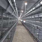 Enriched 3-8 Tiers Baby Chick Cage For Day Old Layer Chicks for sale