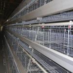 Soncap 128 Birds/Set 4 Layer Chicken Cage For Laying Hens 8436290000 for sale