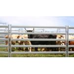 China 15pcs Bundle Heavy Duty Portable Cattle Panels For Sale & Gate manufacturer
