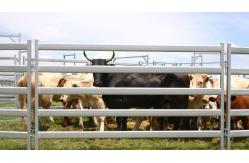 China 15pcs Bundle Heavy Duty Portable Cattle Panels For Sale & Gate supplier