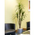 Dracaena Marginata Artificial Landscape Trees For Home Office Decoration