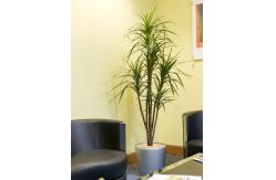 China Dracaena Marginata Artificial Landscape Trees For Home Office Decoration supplier
