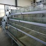 Poultry House Layer 180 / 240 Baby Chick Cage A Type With Feeders for sale