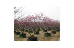 China Customized Plastic Air Pruning Root Pot Big Plant Pot Cylinder Shape supplier