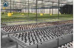 China Smart NFT Hydroponic Growing System Plant Growth Commercial And Indoor Garden Kit supplier