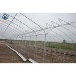 Customizable Tunnel Multi Span Greenhouse 5m - 12m Width With Drip Irrigation System