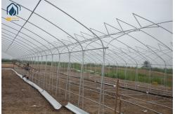 China Customizable Tunnel Multi Span Greenhouse 5m - 12m Width With Drip Irrigation System supplier