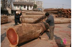 China Portable Chainsaw Log Slasher Petrol Chain Saw Wood Cutting Machine supplier