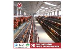 China Customized Multi Layer Poultry Cage Automatic Egg Collection Cages supplier