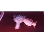 High Gloss Saturated 50/50 Hybrid Polyester Super Low Temp Curing