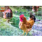 Gray Plastic Poultry Nets, Plastic Poultry Netting, 1M High, 30M Length, Garden Mesh for sale
