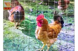 China Gray Plastic Poultry Nets, Plastic Poultry Netting, 1M High, 30M Length, Garden Mesh supplier
