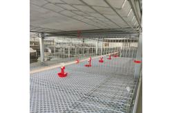 China 360degree Poultry Drinking System , SONCAP 2-3 Poultry Nipple Drinker System supplier
