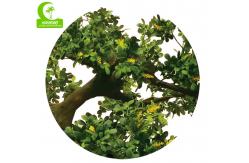 China Lifelike Artificial Potted Floor Plants High Simulation Topiary Greenery Boxwood supplier