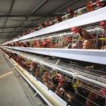 1950×2300×2000 Automatic Layer Battery Poultry Chicken Cage Chicken Layer Farming Equipment for sale
