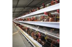 China 1950×2300×2000 Automatic Layer Battery Poultry Chicken Cage Chicken Layer Farming Equipment supplier