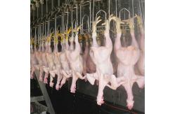 China SS304 2000birds/H Poultry Farming Equipment For Slaughtering SONCAP Approval supplier