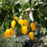 African Mango Seeds Extract , a cure for overweight for sale