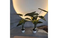 China Hypoallergenic Plastic Artificial Plants Realistic Uv Resistant 70-95CM supplier