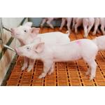 SS ABS Pig Drinker Stainless Steel Piglet Waterer 360 Rotation