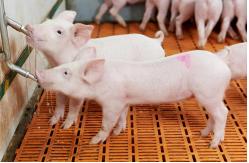 China SS ABS Pig Drinker Stainless Steel Piglet Waterer 360 Rotation supplier