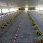 Plastic Poultry Rearing  for Optimal Performance in Poultry Farming for sale