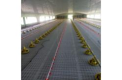 China Plastic Poultry Rearing  for Optimal Performance in Poultry Farming supplier