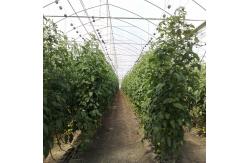 China Vegetables Multispan Poly Tunnel Greenhouse With Cooling Ventilation System supplier