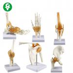 Full Size Human Joints Model / Shoulder Elbow Hip Knee Foot Hand Joint Model Bone for sale