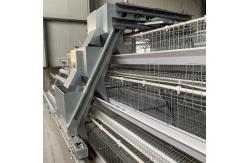 China Multi Tier Automatic Poultry Feeding System For Broiler 1800x1200x410mm Size supplier
