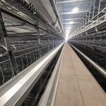 54-384 Birds/Set Layer Bird Cage , SONCAP Battery System Of Poultry Farming for sale