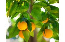 China Baby Bitter Oranges Extract Neohesperidin 95.0% HPLC As Sweetener supplier
