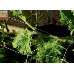 White Plastic Pea And Bean Netting , Extruded Polyethylene Mesh Netting 3 Meters Width for sale