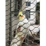 Stainless Steel 304/316 Aviary Mesh Small hole flyproof Parrot Cage house fence