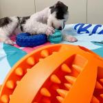 Dog Toy Pet BallHiding Food Puzzle Bite Interactive Chewfor Sustainable