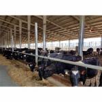 Q235B Q355B Steel Structure Cow Shed Economical Steel Frame Farm Buildings For Cow / Cattle Care for sale