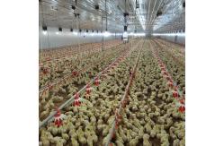 China Cheap Construction Steel Structure Building Poultry Farm Chicken House supplier